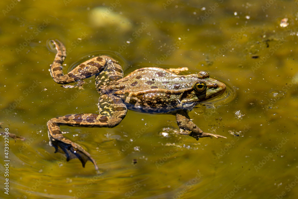 Fototapeta premium Common frog, Rana temporaria, single reptile croaking in water