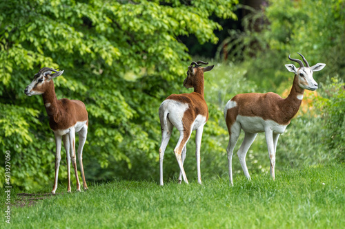 Dama gazelle, Gazella dama mhorr or mhorr gazelle is a species of gazelle © rudiernst