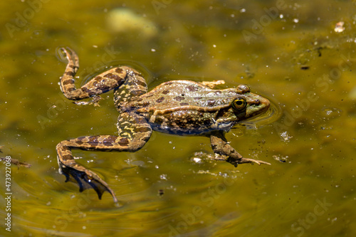 Common frog, Rana temporaria, single reptile croaking in water photo