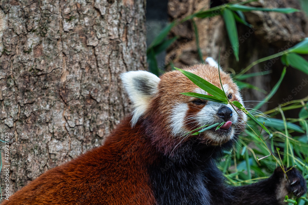 Fototapeta premium The red panda, Ailurus fulgens, also called the lesser panda.