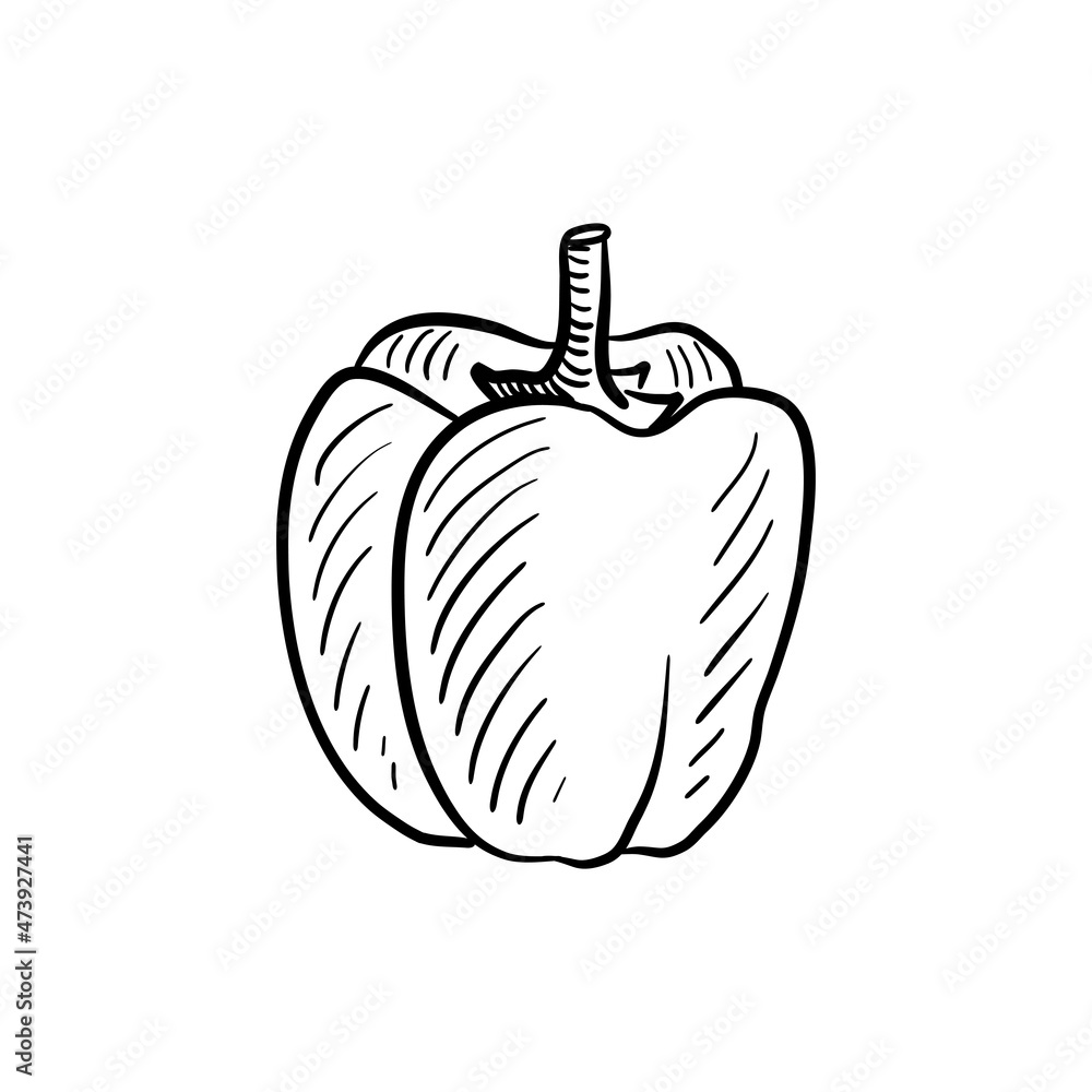Obraz premium sweet pepper, vector drawing sketch of vegetable isolated at white background,hand drawn illustration