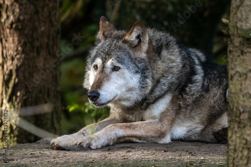 European Grey Wolf  Canis lupus in a german park