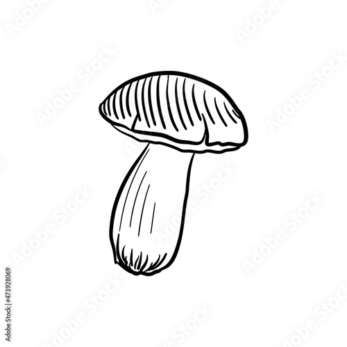 Boletus edulis, vector drawing sketch of mushroom isolated at white background,hand drawn illustration