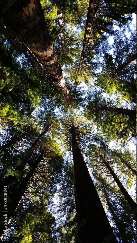 Fototapeta premium Rotorua Red Wood Forest. North Island, New Zealand 