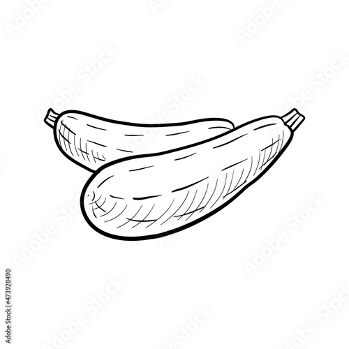 zucchini, vector drawing sketch of vegetable isolated at white background,hand drawn illustration © cat_arch_angel