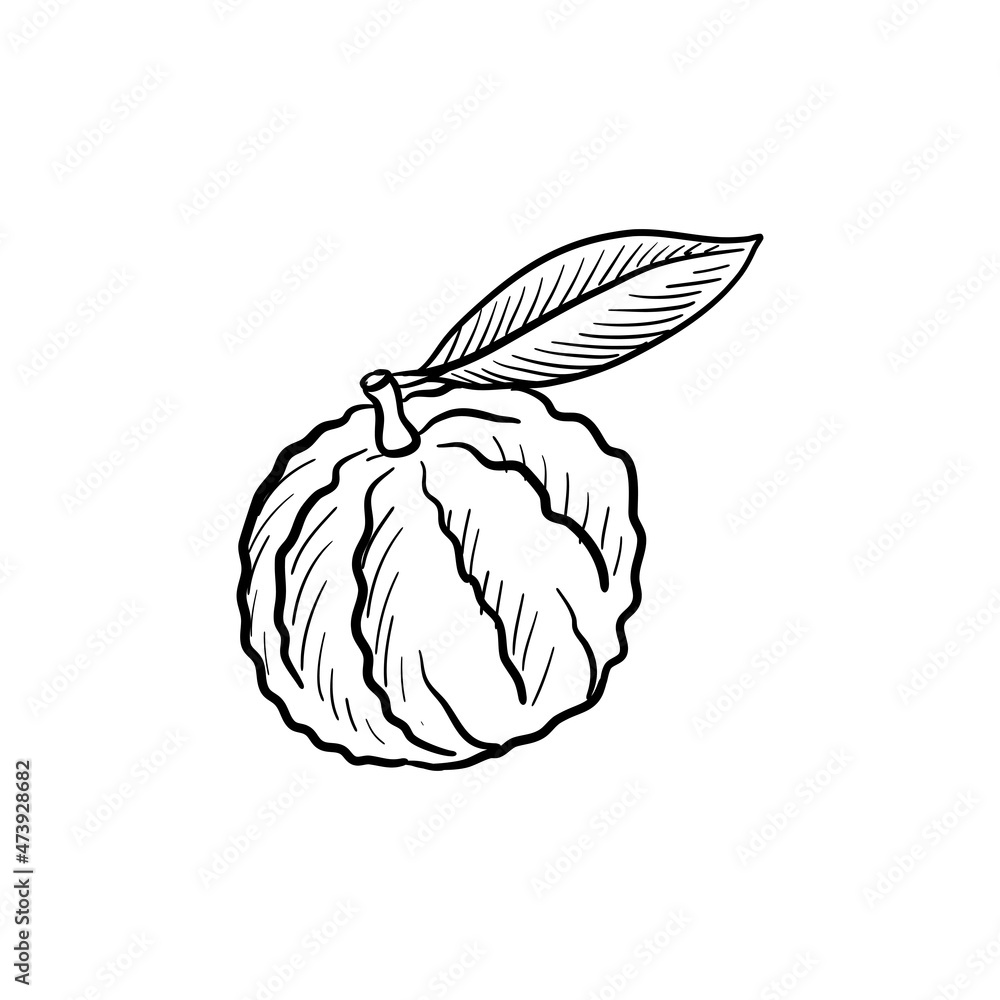 bitter orange, vector drawing sketch of citrus fruit isolated at white background, hand drawn illustration bitter orange, vector drawing sketch of citrus fruit isolated at white background, hand drawn illustration