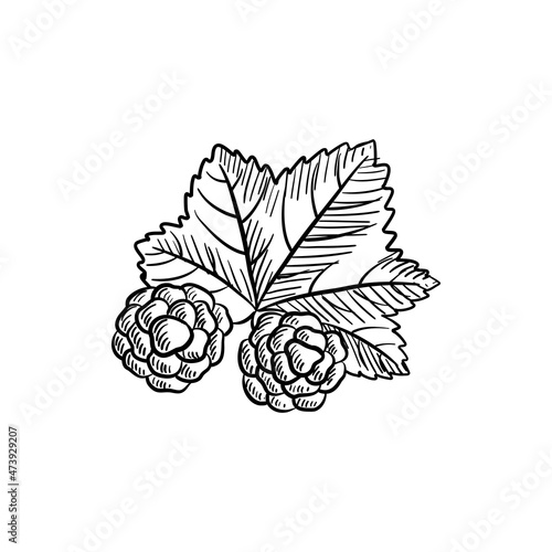 vector drawing sketch of cloudberries, berries and leaf isolated at white background,hand drawn illustration