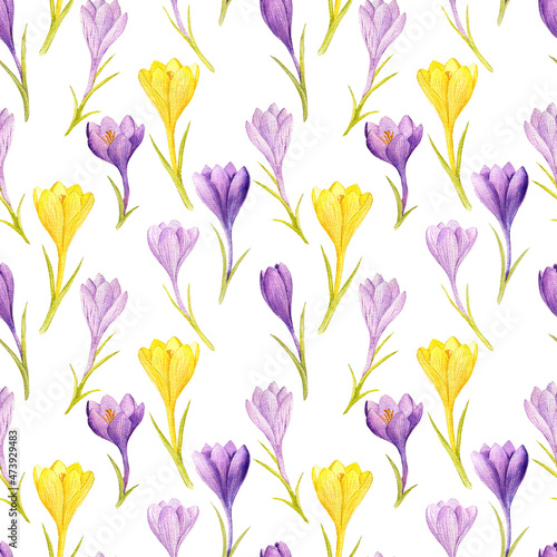 watercolor drawing spring seamless pattern with flowers of yellow and lilac crocuses at white background