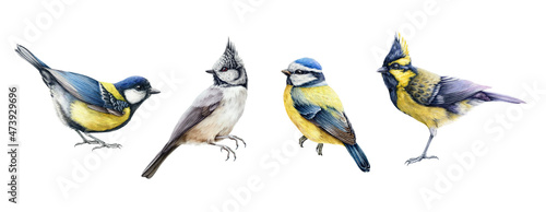 Chickadee birds watercolor set. Hand drawn realistic blue tit, crested, himalayan tit small birds. Realistic garden and forest birds element collection. Beautiful avian set. White background
