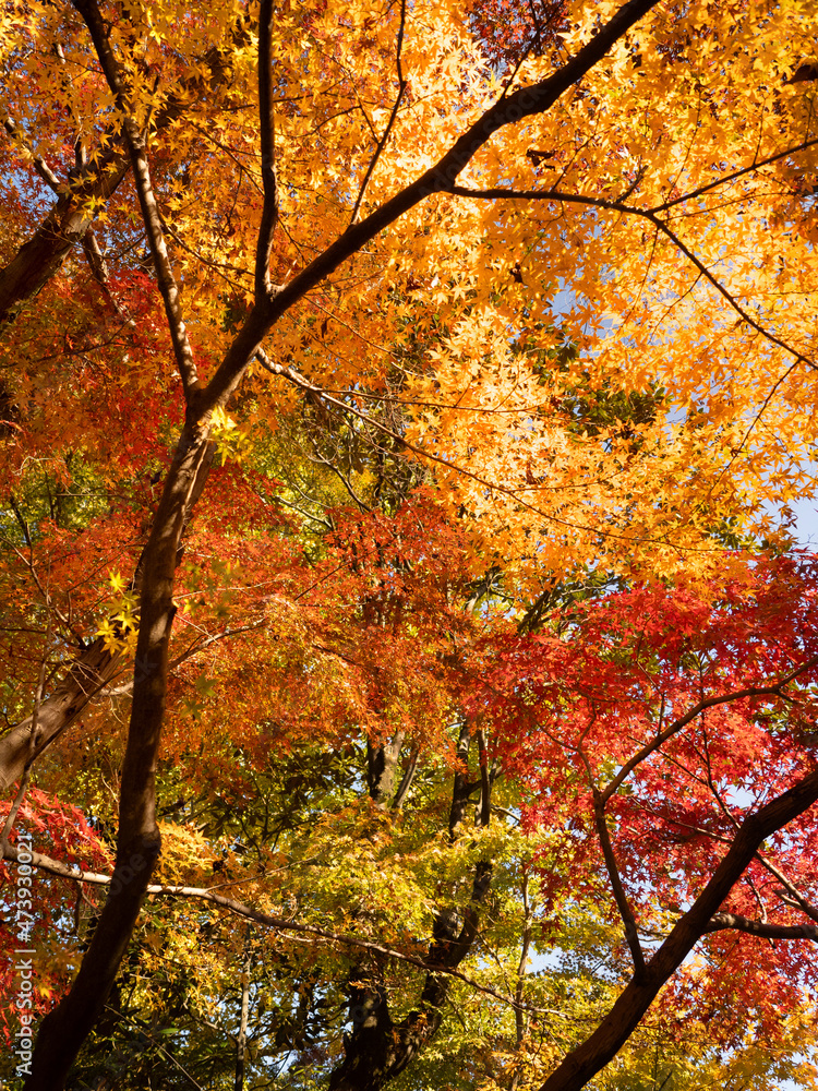 Fototapeta premium 紅葉したカエデの木