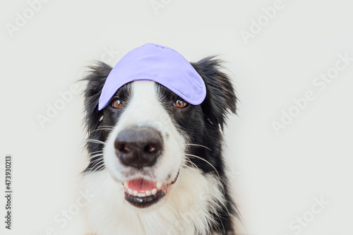 Funny puppy dog border collie with sleeping eye mask colored in trendy color of year 2022 Very Peri isolated on white background. Inspired by using color 17-3938  Color of the year concept.