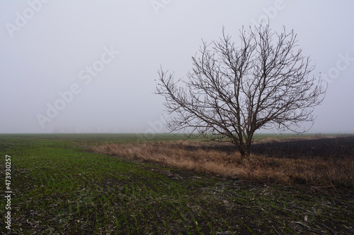 Lonely young nut in a foggy winter field