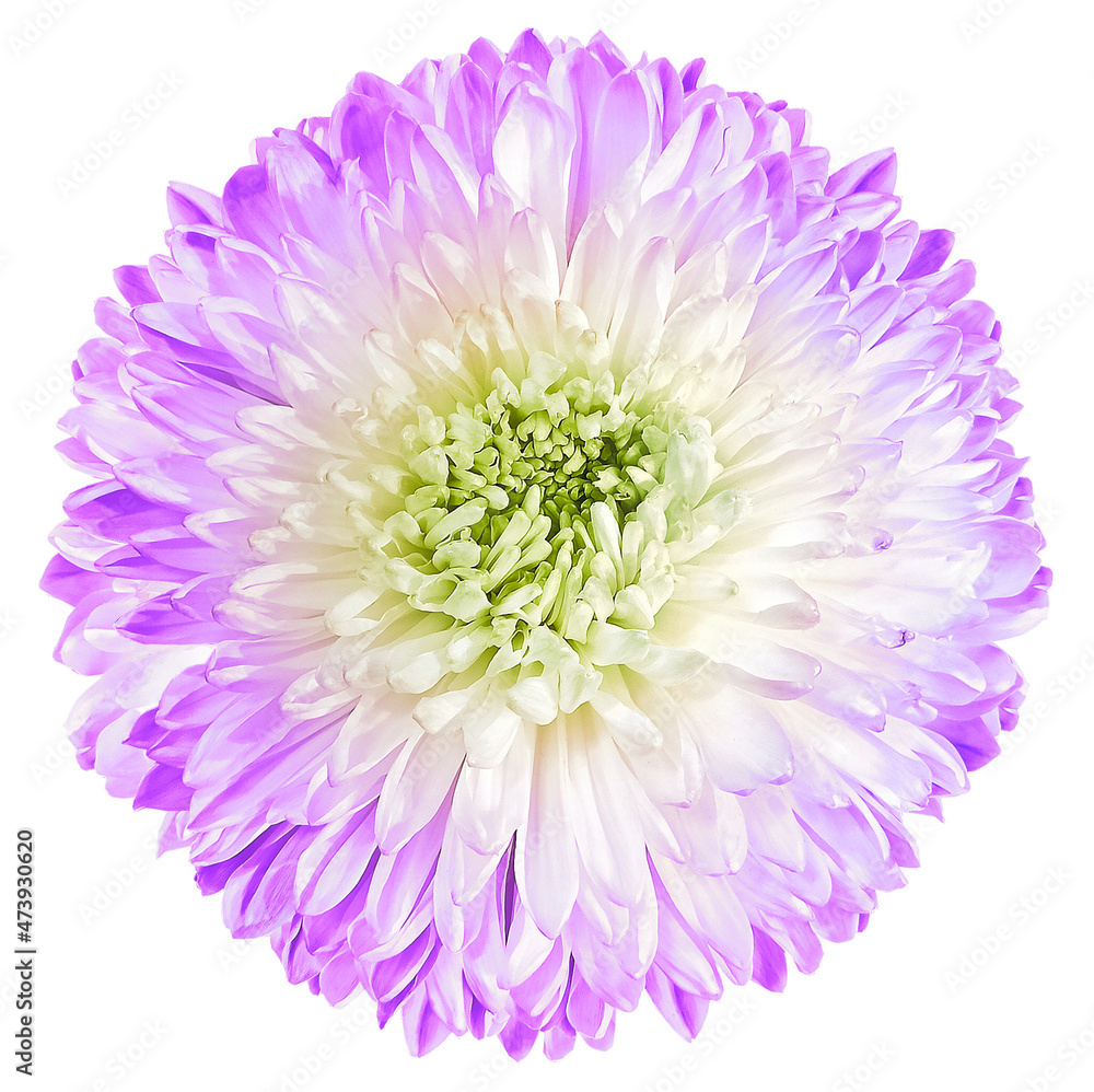 White-purple chrysanthemum. Flower on a white isolated background with clipping path. For design. Closeup. Nature. White-purple chrysanthemum. Flower on a white isolated background with clipping path. For design. Closeup. Nature.