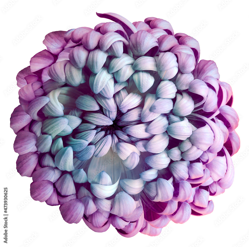 Chrysanthemum on white isolated background with clipping path. For design. Close-up. Nature Chrysanthemum on white isolated background with clipping path. For design. Close-up. Nature