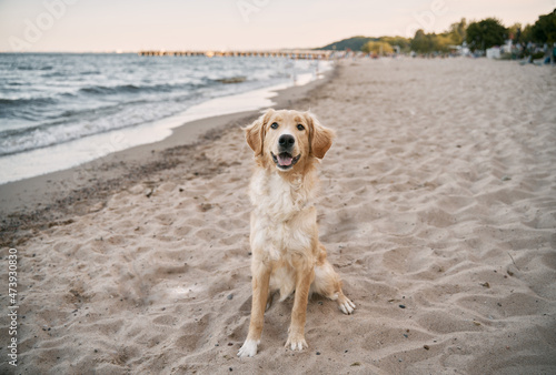 Fototapeta Naklejka Na Ścianę i Meble -  Golden retriever sitting on the sand beach of the Baltic Sea. Concept for the summer adventures of purebreed dog at the seaside vacation.