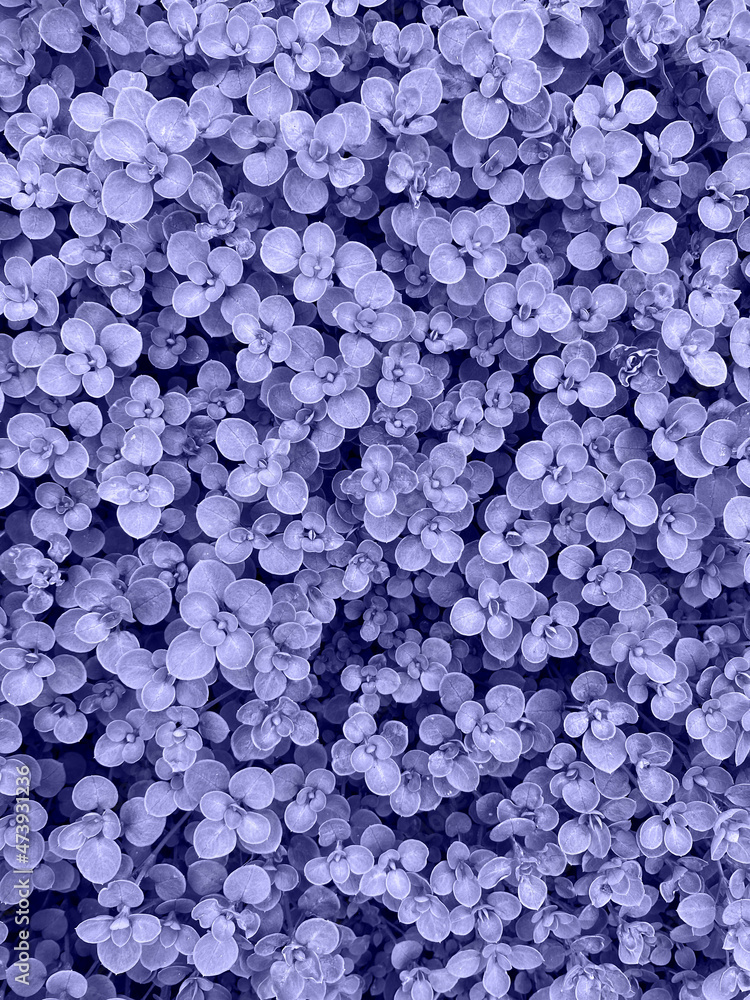 Leaves in the trendy color of the year 2022 Very Peri. Color of the year 2022. Background for designers Leaves in the trendy color of the year 2022 Very Peri. Color of the year 2022. Background for designers