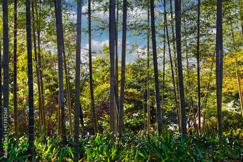 吹き抜ける風がさわやかな竹林の小径の風景