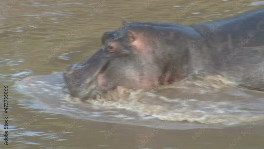 hippo dives into the water and dissapears. hippo dives into the water and dissapears.