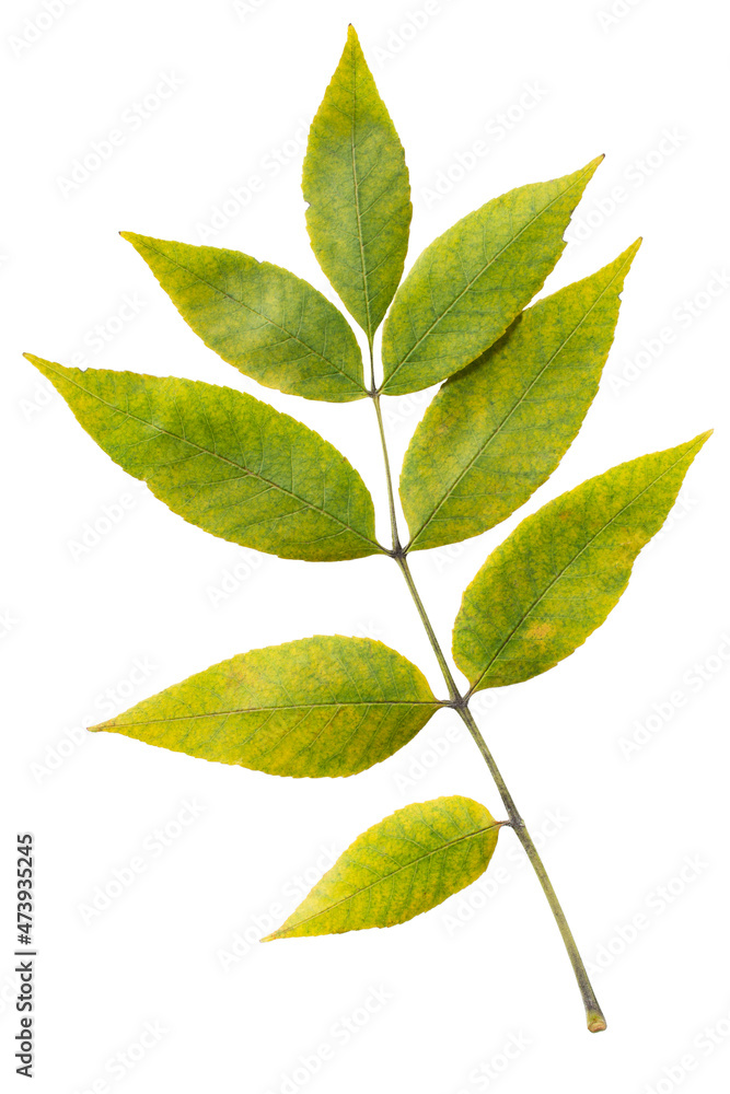 Ash tree leaves isolated Ash tree leaves isolated