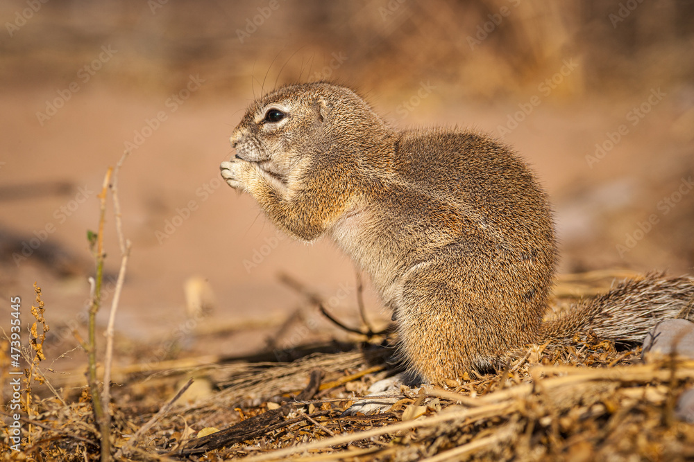 Portrait of a foraging Cape Ground Squirrel (Xerus inauris) Portrait of a foraging Cape Ground Squirrel (Xerus inauris)
