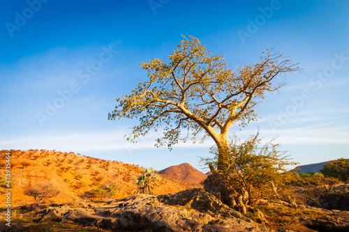 Young solitary African Baobab tree (adansonia digitata) in arid landscape against blue sky in early morning light
