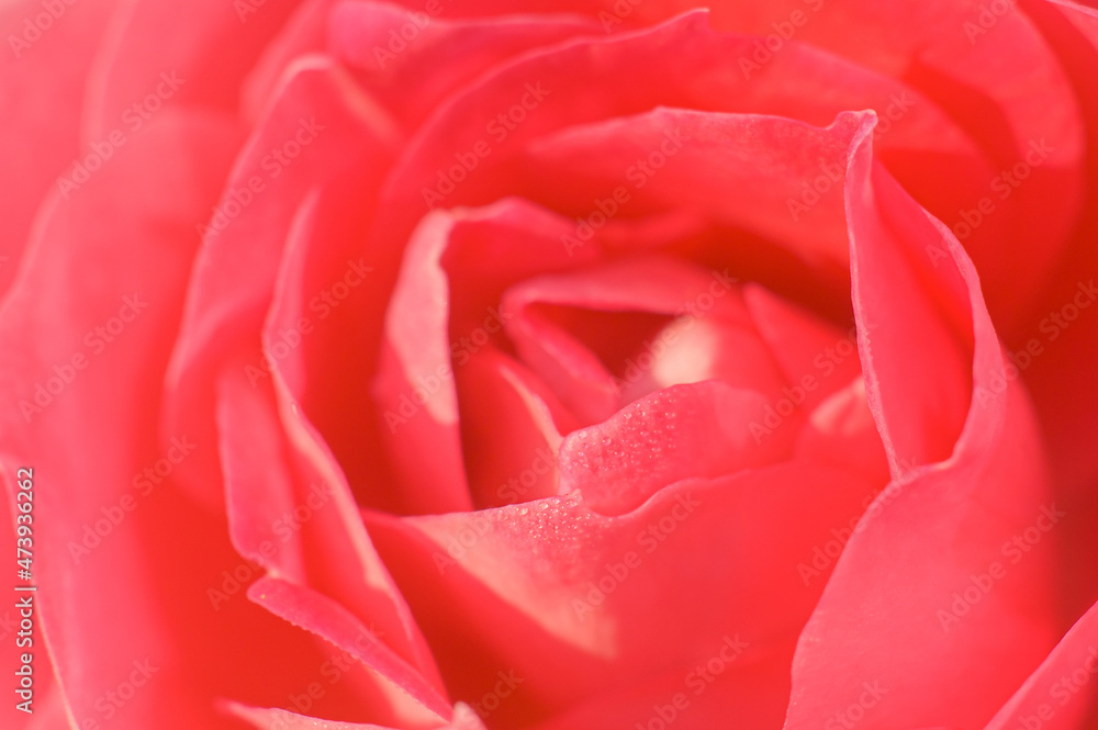薔薇の滴 薔薇の滴