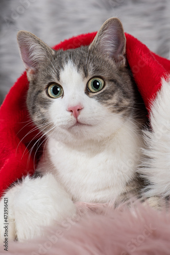 Cute cat with santa hat