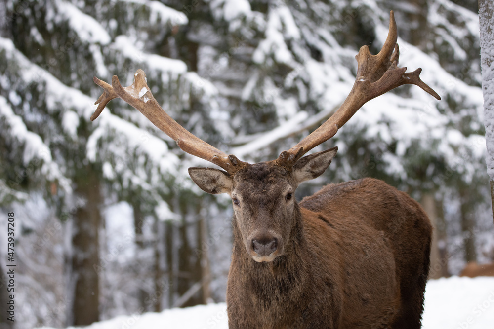 deer in snow deer in snow