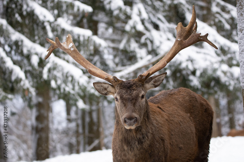 deer in snow © mathias.elle
