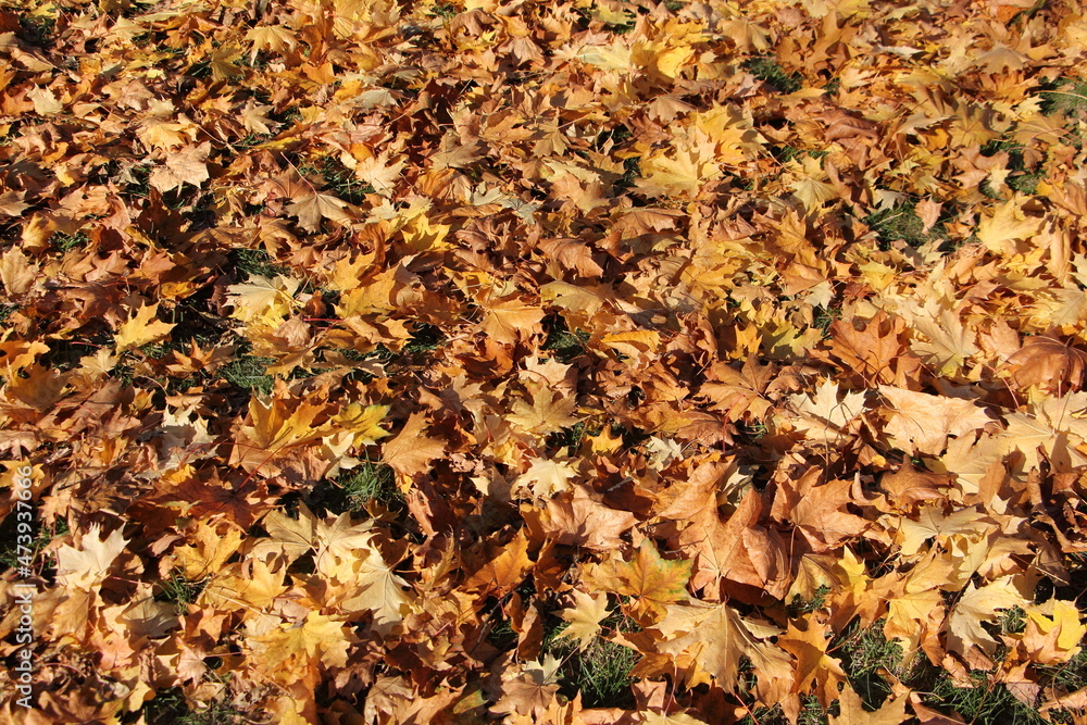 Autumn dry fallen yellow maple leaves on the ground at october background texture Autumn dry fallen yellow maple leaves on the ground at october background texture