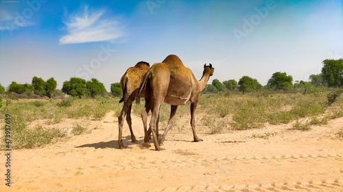Two camels in the field with blue sky © Thana