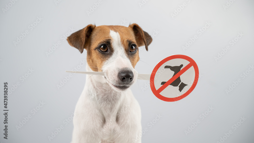 Dog jack russell terrier holding a sign dogs are not allowed on a white background. Dog jack russell terrier holding a sign dogs are not allowed on a white background.