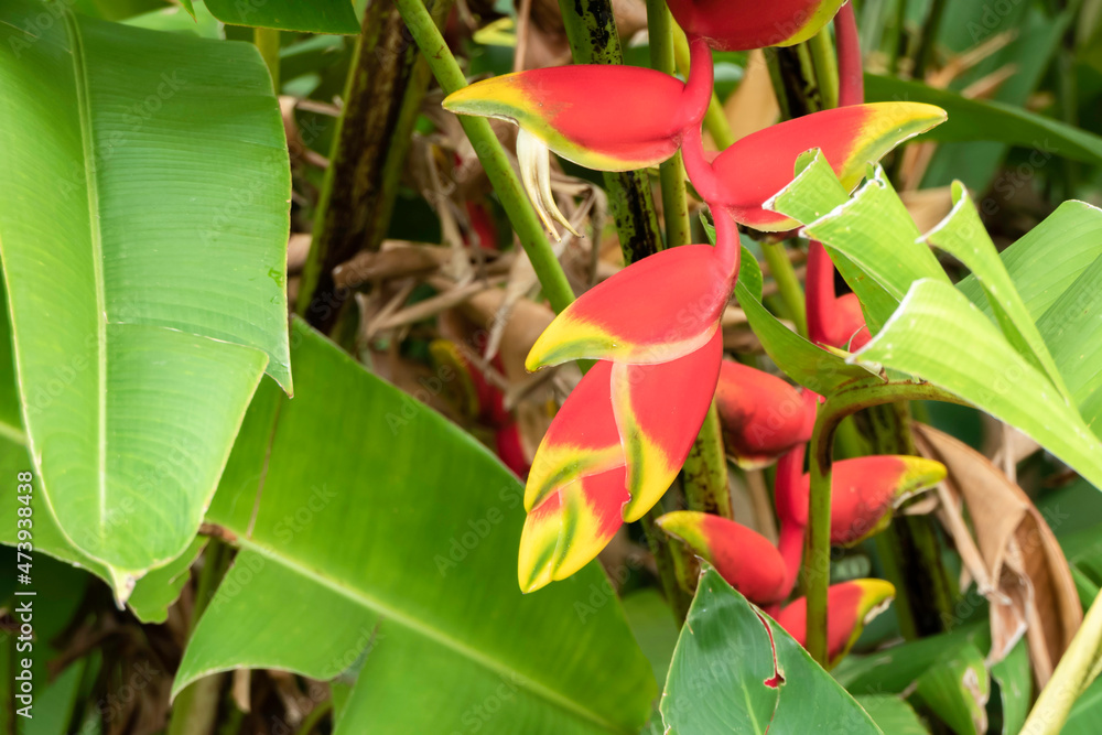 Obraz premium Beautiful Heliconia has a fresh and exotic color in the forest.