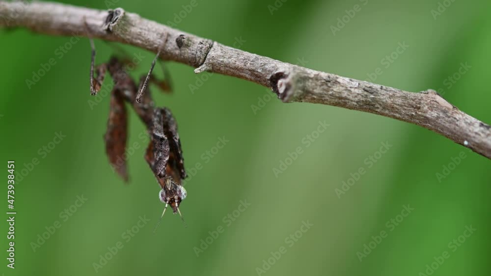 Hanging under a twig and suddenly moves swaying its body to the left and right, Parablepharis kuhlii, Mantis, Southeast Asia. Hanging under a twig and suddenly moves swaying its body to the left and right, Parablepharis kuhlii, Mantis, Southeast Asia.