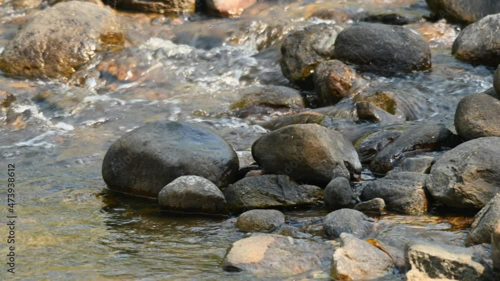 Seen wagging on top of some rocks while foraging at a stream during the morning, Grey Wagtail, Motacilla cinerea, Huai Kha Kaeng Wildlife Sanctuary Thailand. Seen wagging on top of some rocks while foraging at a stream during the morning, Grey Wagtail, Motacilla cinerea, Huai Kha Kaeng Wildlife Sanctuary Thailand.