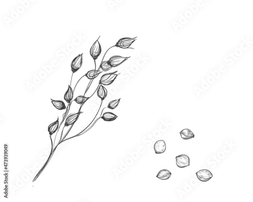 Hand drawn sketch black and white set of millet, grain, leaf. Vector illustration. Elements in graphic style label, card, sticker, menu, package. Engraved style illustration.