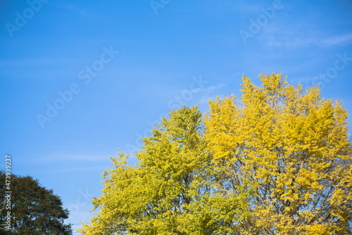 青空をバックに黄色く色づいたイチョウの葉 