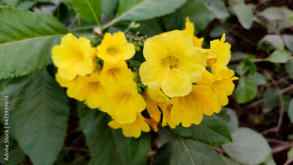 Beautiful blossoming yellow flowers, close up view Beautiful blossoming yellow flowers, close up view