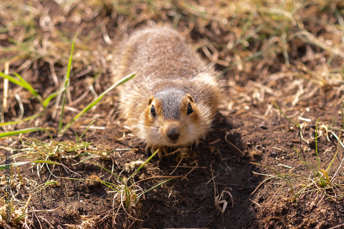 Konstfotografi Wild gopher in natural environment. Gopher look in the frame.