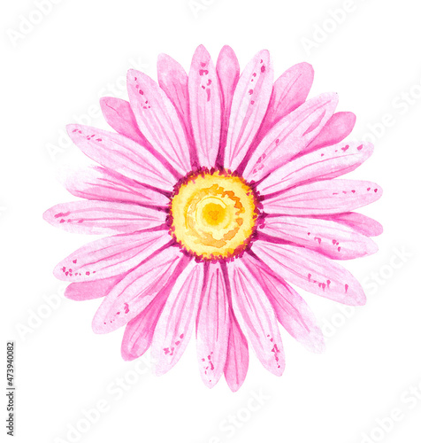 Watercolor pink flower of gerbera 7