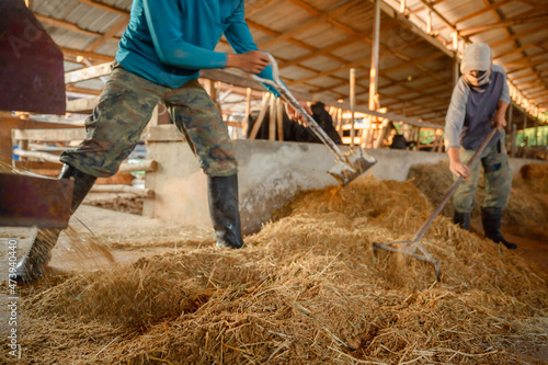 Male farmer, cowherd preparing food for cows Concept: Raising animals or farmer raising cows in cows at farm photo