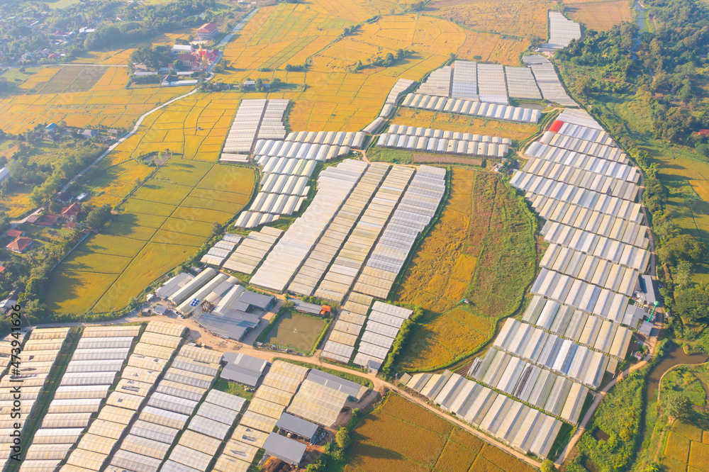 Obraz premium Aerial top view of roof of garden plant industry farm in agriculture concept with paddy rice field. Hydroponic natural food. Crops. Nature landscape background.