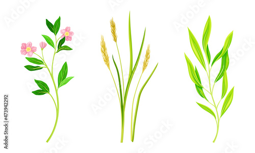 Set of summer meadow or garden flowers and plants set. Botanical natural floral design vector illustration