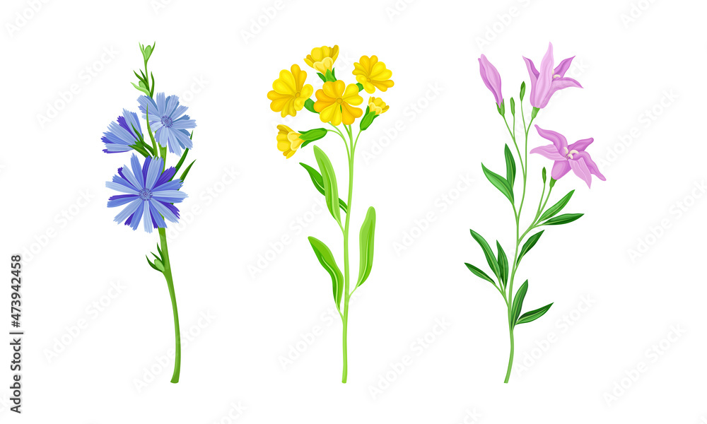 Set of summer blooming meadow or garden flowers set vector illustration Set of summer blooming meadow or garden flowers set vector illustration