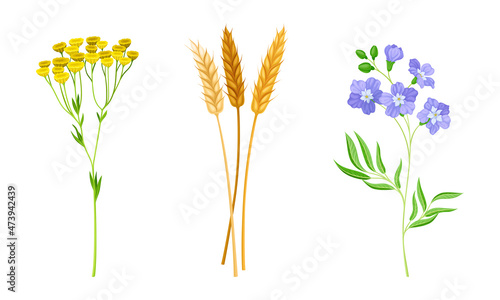 Set of summer meadow or garden flowers and plants set vector illustration