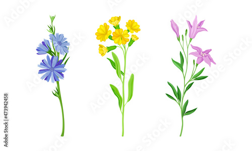 Set of summer blooming meadow or garden flowers set vector illustration