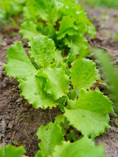 Green juicy Lettuce leaves in the open field. Vitamins in the garden. Organic homegrown food.