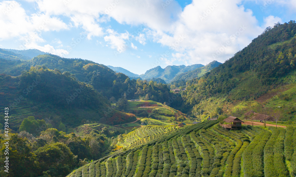 Fototapeta premium Aerial top view of green fresh tea or strawberry farm, agricultural plant fields in Asia. Rural area. Farm pattern texture. Nature landscape background. Chiang Mai, Thailand.