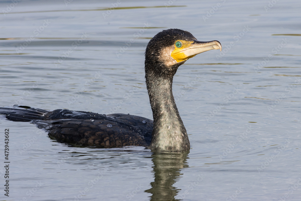 Fototapeta premium RETRATO DE CORMORAN GRANDE