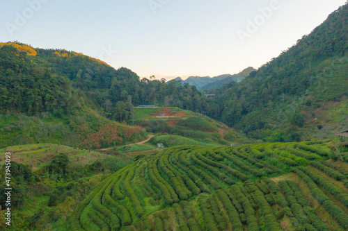 Aerial top view of green fresh tea or strawberry farm, agricultural plant fields in Asia. Rural area. Farm pattern texture. Nature landscape background. Chiang Mai, Thailand.